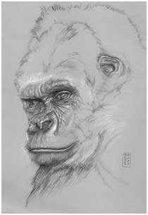Gorillia Endangered Species Note Card